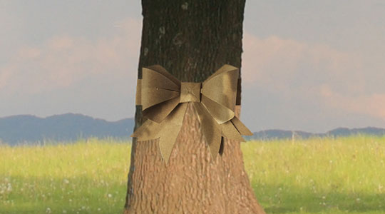 Image of a tree with a bow tied around it